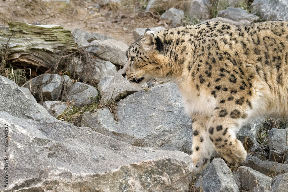 Snow leopard walking around in rocky terrain