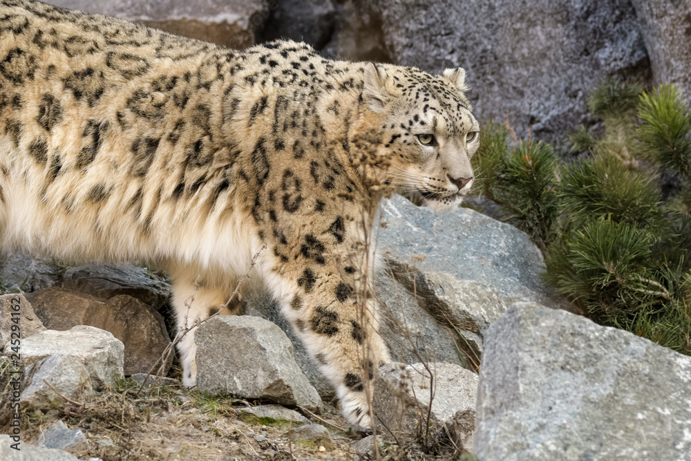 Snow leopard walking around in rocky terrain Snow leopard walking around in rocky terrain