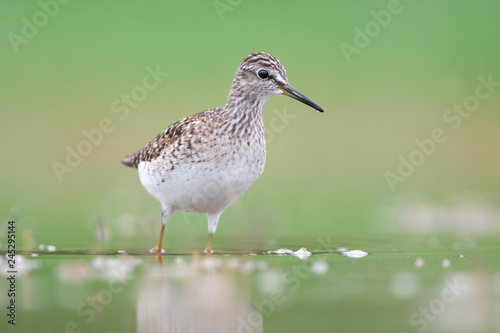 Wood sandpiper stands in water on green background