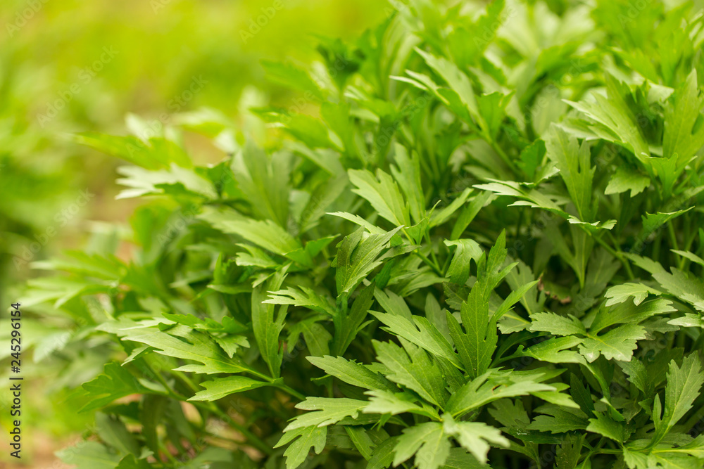 Green carrot leaves in a vegetable garden as background Green carrot leaves in a vegetable garden as background