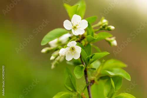 Flowers on the branches of cherry in spring