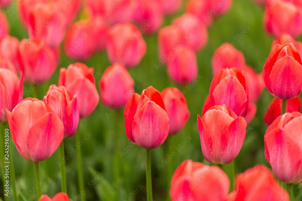 Pink tulips in the park as background