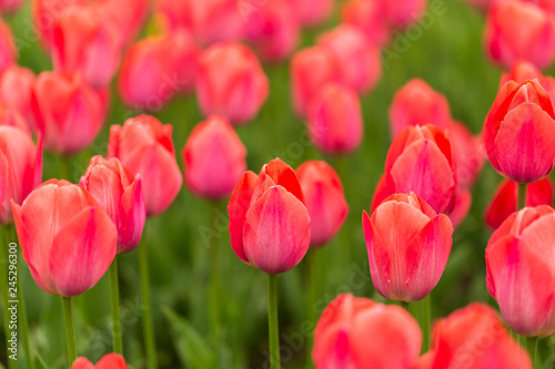 Pink tulips in the park as background