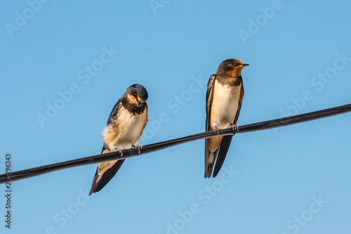 two barn swallow on the blue sky background