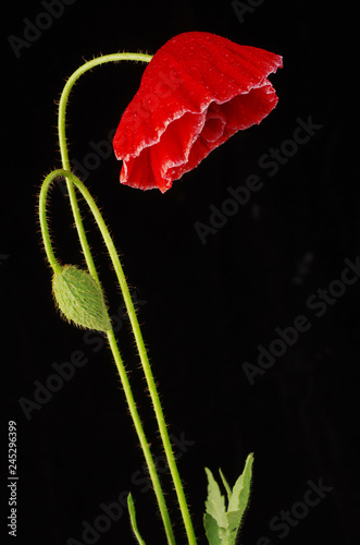 Red poppy on a black background