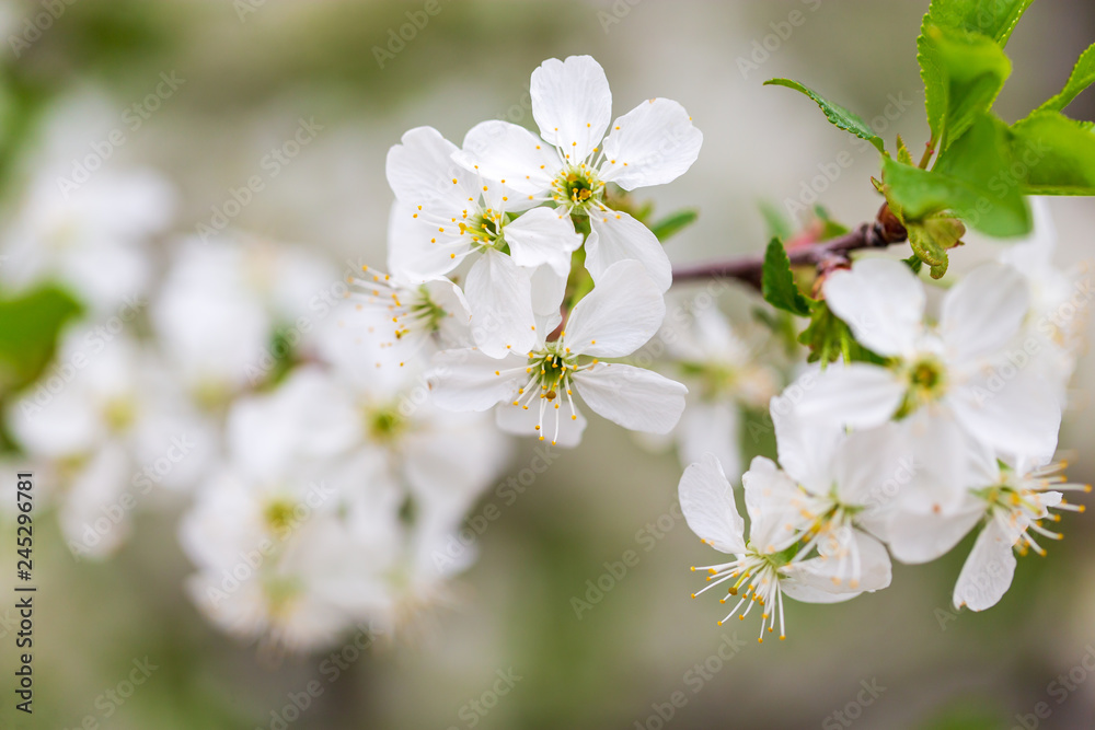 Flowers on the branches of cherry in spring