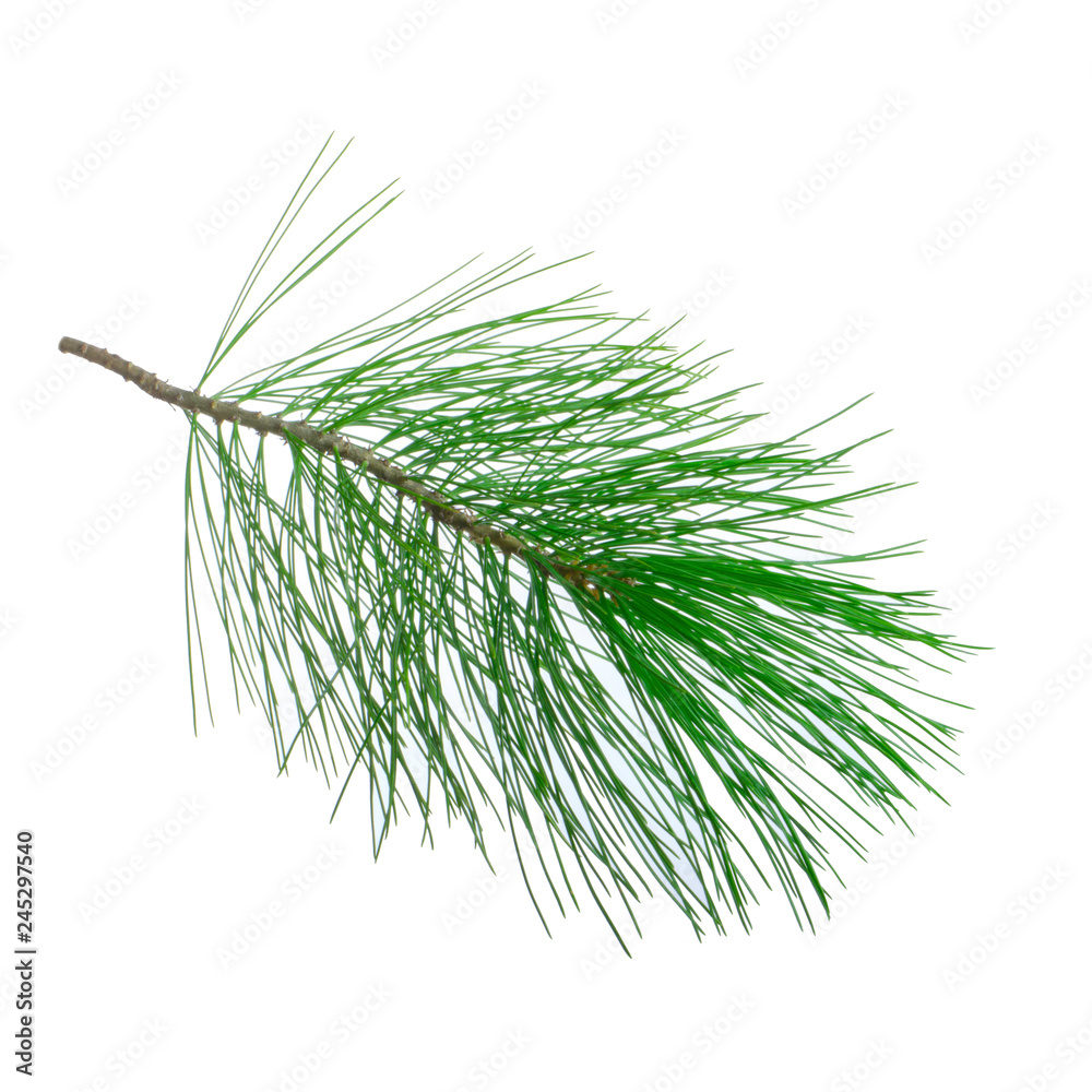 branch of cedar isolated on white background branch of cedar isolated on white background