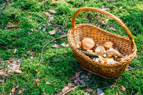 A basket with ceps standing on a moss in the forest