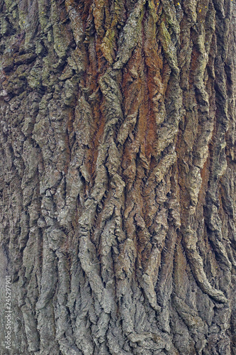 tree bark close up. textured background