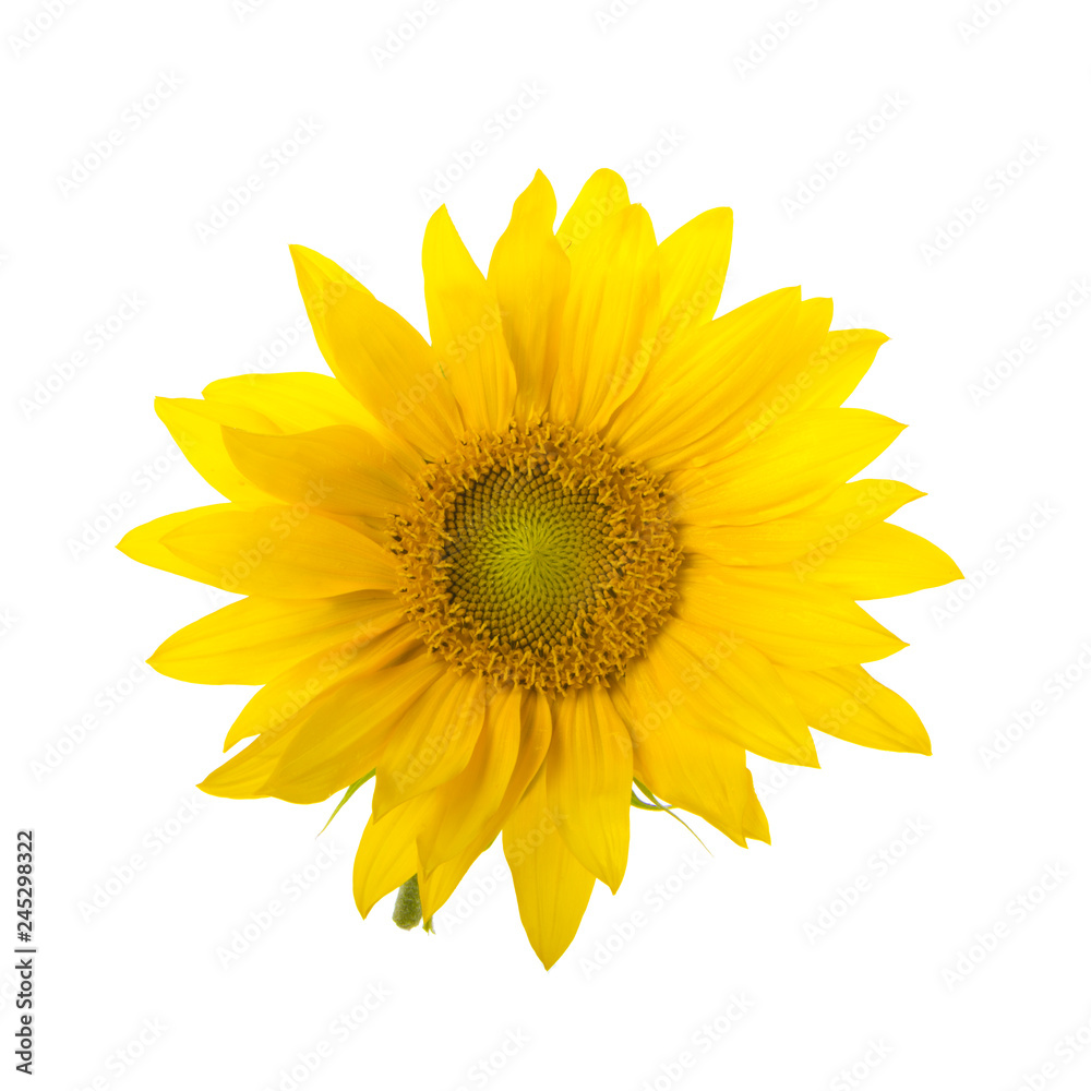 Fototapeta premium sunflower isolated on white background