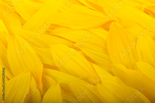 yellow petals of sunflower background