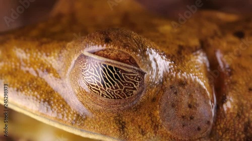 Map Treefrog (Boana geographica) blinking. The reticulations on the lower eyelid are supposed to resemble a map. Shot in the Ecuadorian Amazon. photo