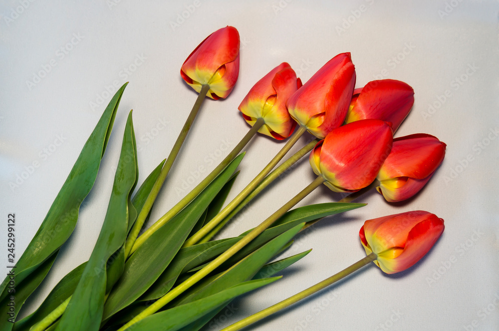 Fototapeta premium Red tulips lie on a white silk fabric.
