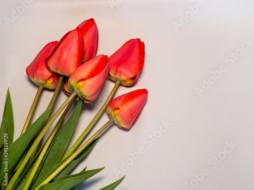 Red tulips lie on a white silk fabric.