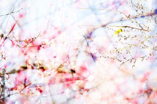 A bird in plum blossom メジロと梅