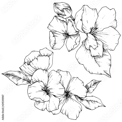 Vector Apple blossom floral botanical flower. Black and white engraved ink art. Isolated flowers illustration element.