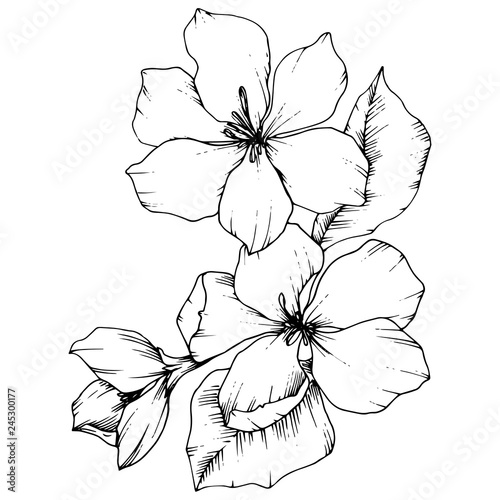 Vector Apple blossom floral botanical flower. Black and white engraved ink art. Isolated flowers illustration element.