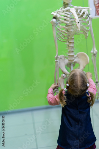 little girl examines the skeleton from the bottom up