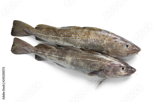 Pair of fresh raw cod fishes