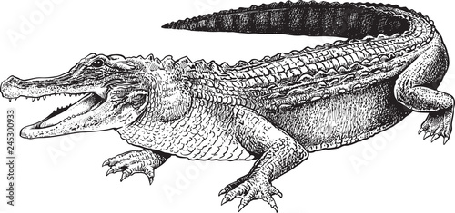 Canvas-taulu A sketch of a crocodile