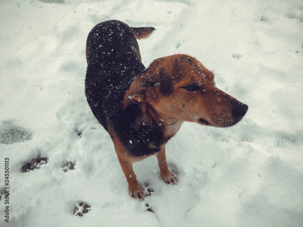 Yard dog running outside in the snow. Snapshot near Yard dog running outside in the snow. Snapshot near