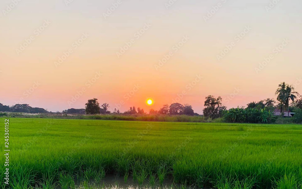 Rice-fields-in-the-evening