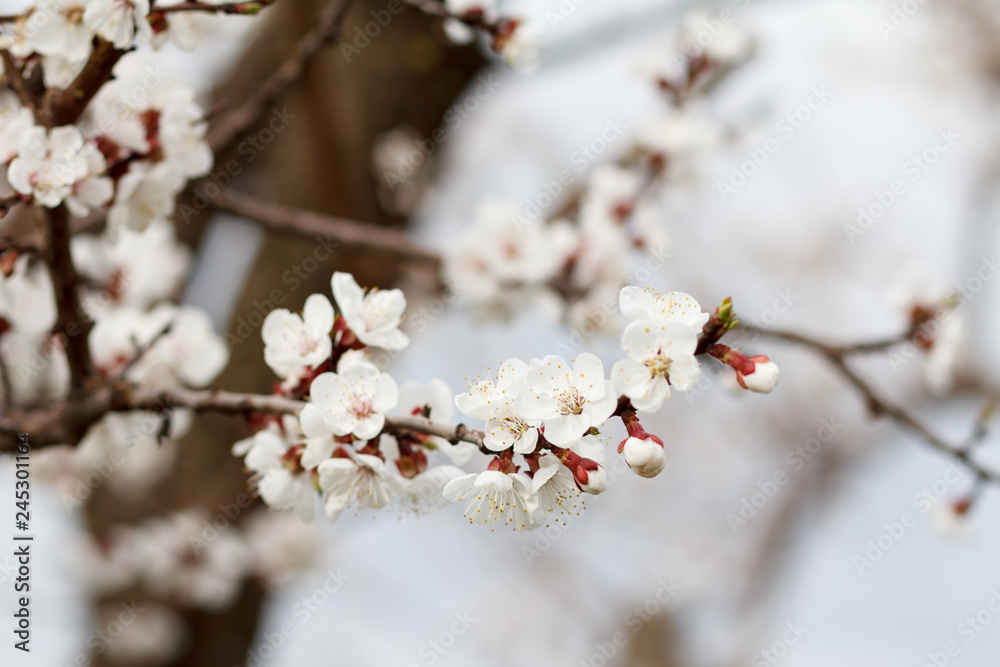 Branch of apricot tree in the period of spring flowering. Branch of apricot tree in the period of spring flowering.