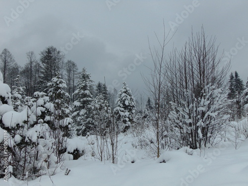trees in snow © Oksana