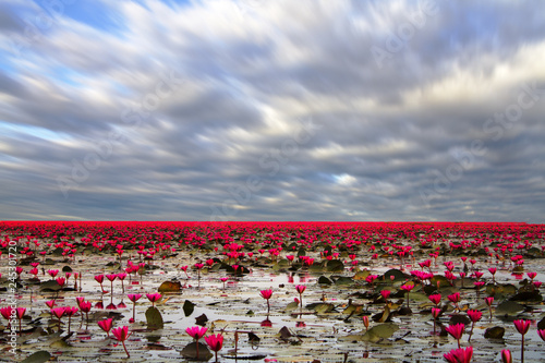 red flowers and blue sky