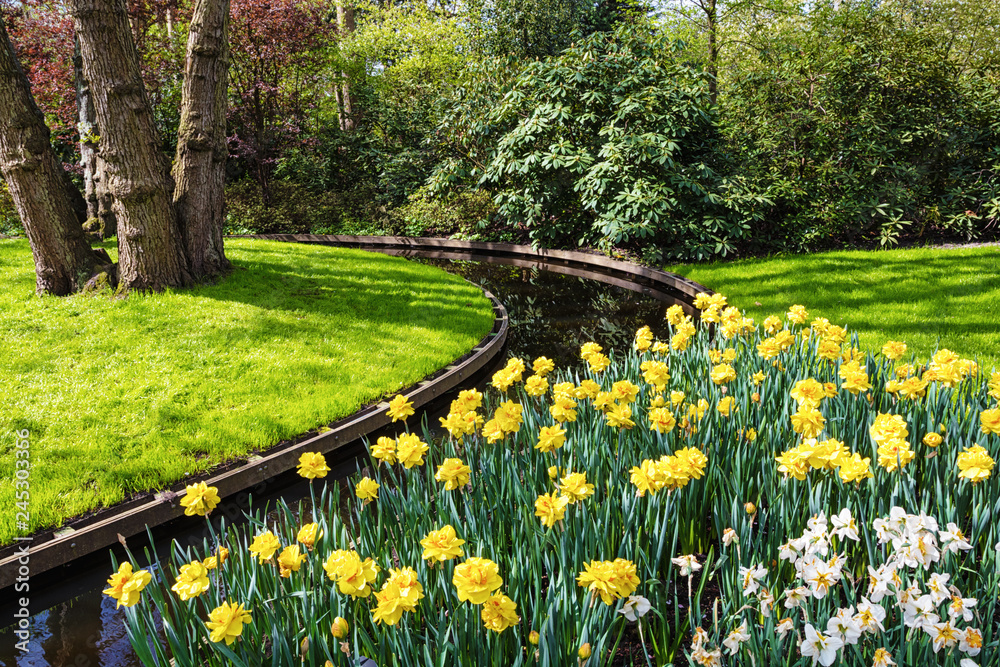 Obraz premium multicolored Tulips in the Keukenhof park in Netherlands