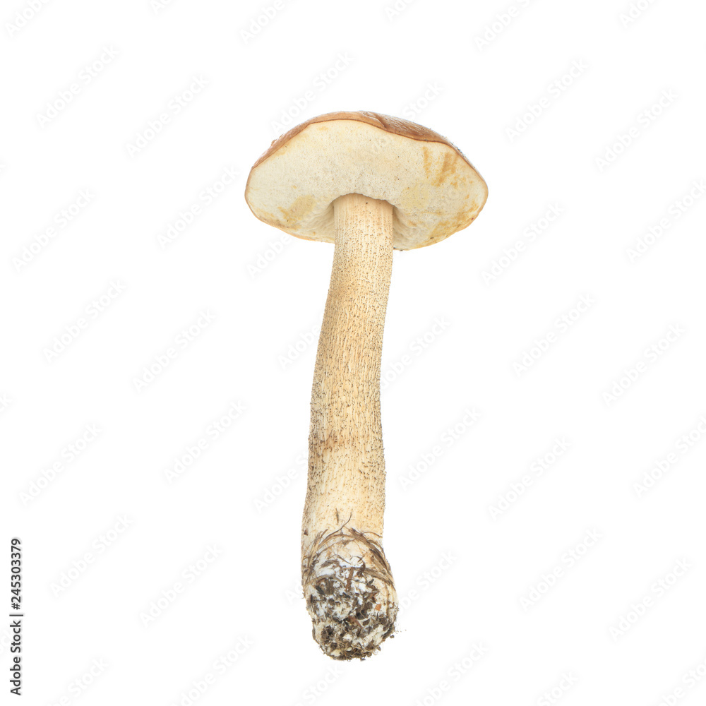brown cap boletus isolated on white background brown cap boletus isolated on white background