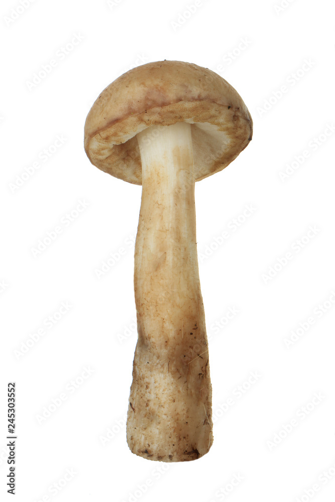 brown cap boletus isolated on white background brown cap boletus isolated on white background