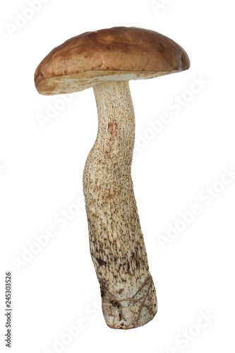 brown cap boletus isolated on white background