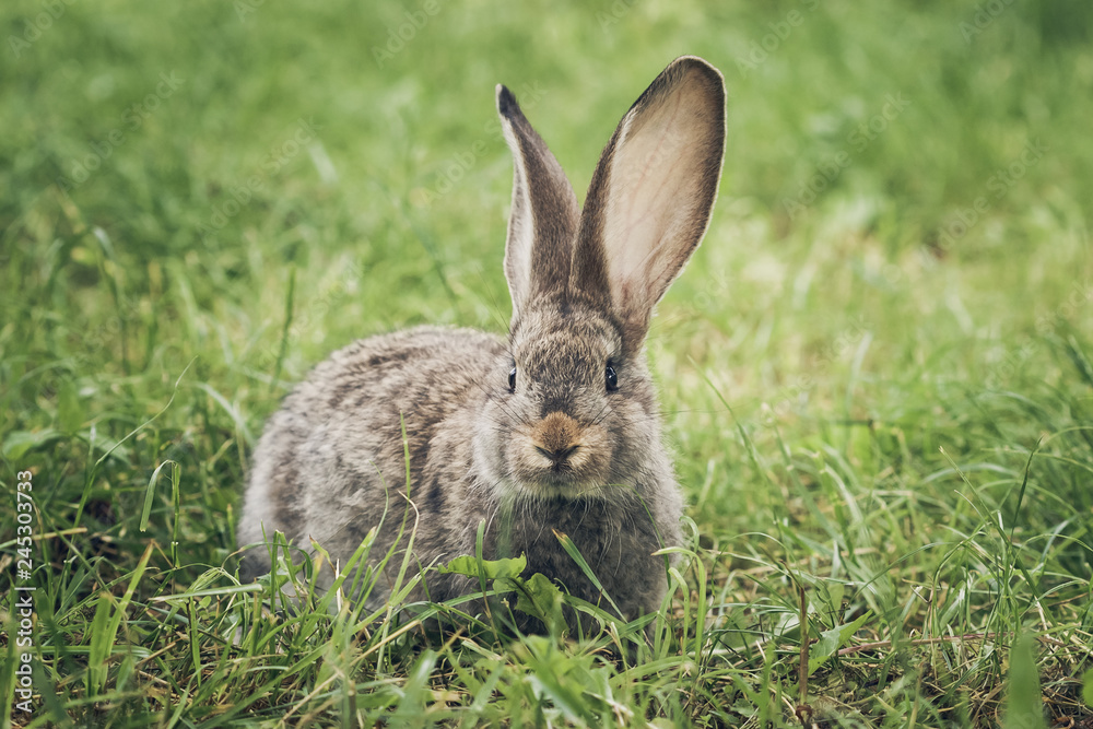 One grey rabbit sitting in the grass One grey rabbit sitting in the grass