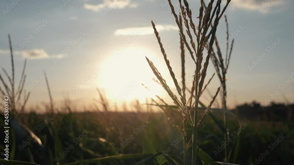 Sunset over the corn field. Corn in the sun. Sunset over the corn field. Corn in the sun.