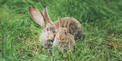 Two grey rabbits sitting in the grass © ansyvan
