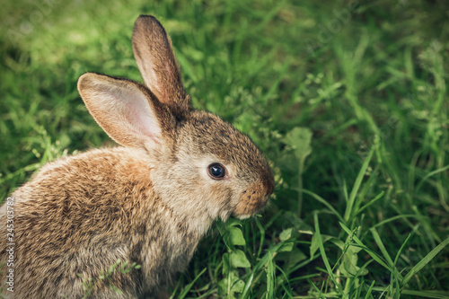 One grey rabbit sitting in the grass © ansyvan