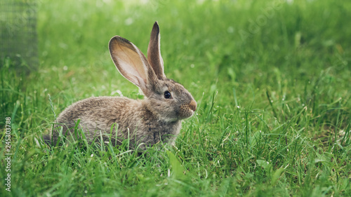 One grey rabbit sitting in the grass