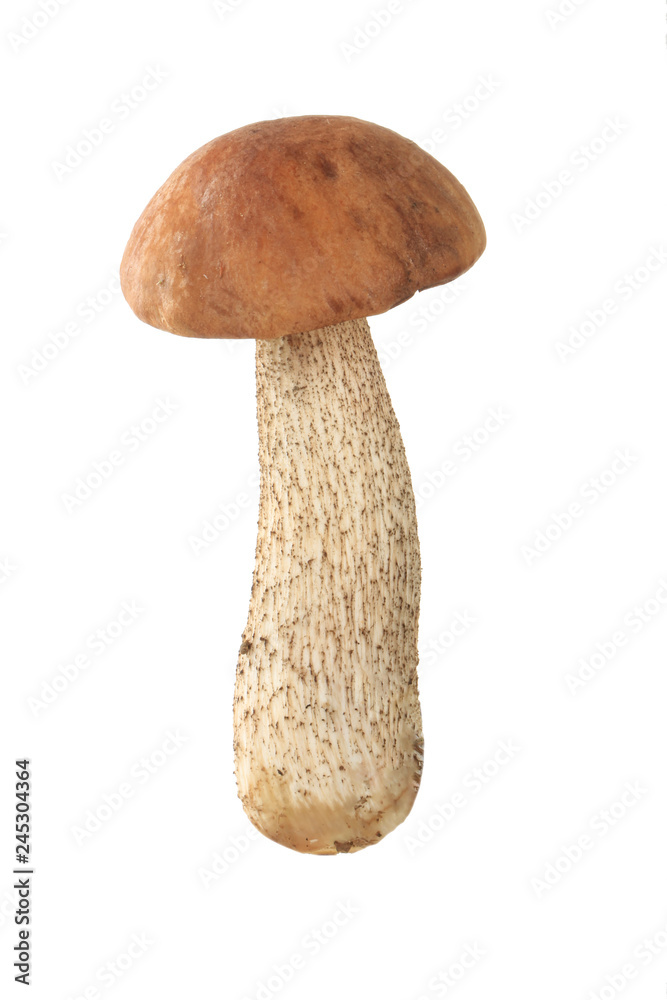 brown cap boletus isolated on white background brown cap boletus isolated on white background