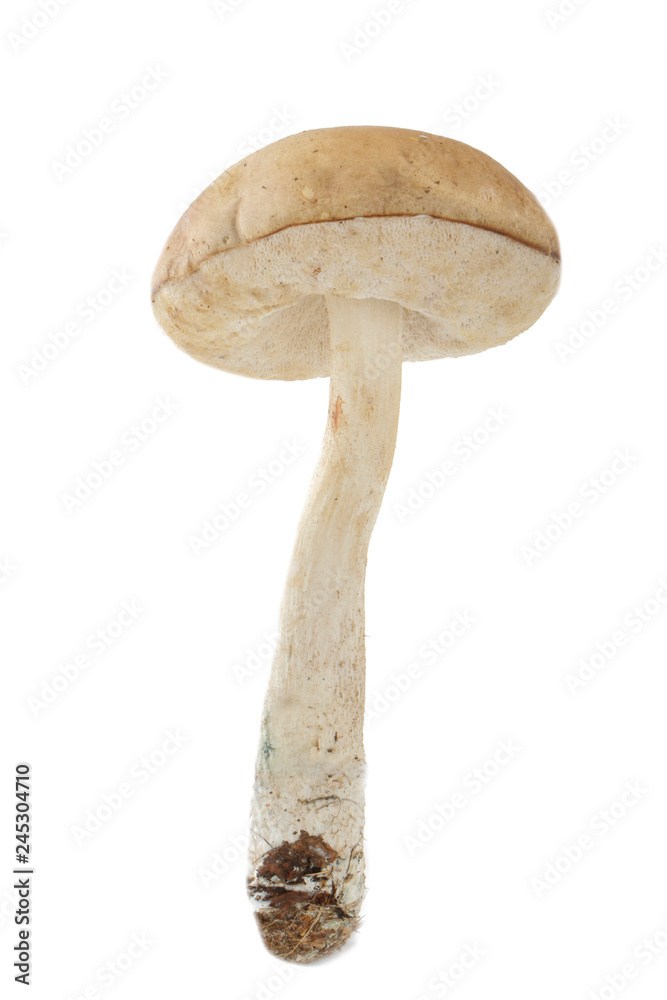 brown cap boletus isolated on white background brown cap boletus isolated on white background
