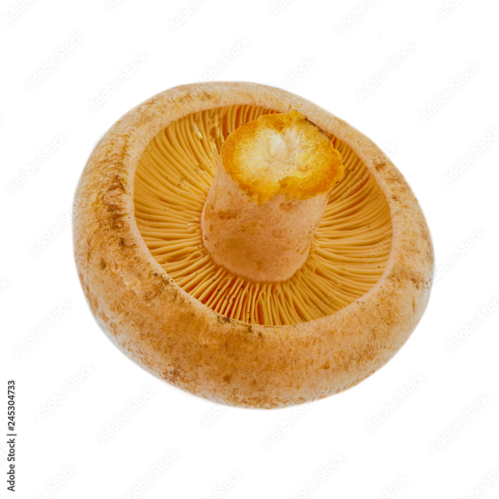 saffron milk cup isolated on white background saffron milk cup isolated on white background