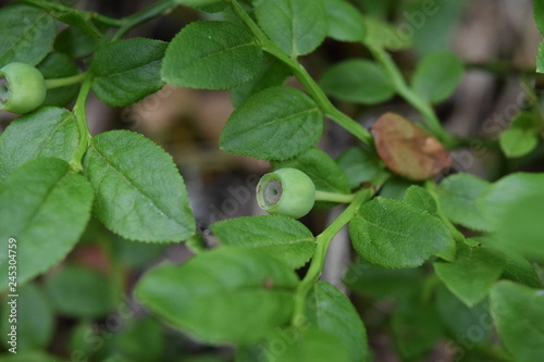 Wallpaper Mural green blueberry berry Torontodigital.ca