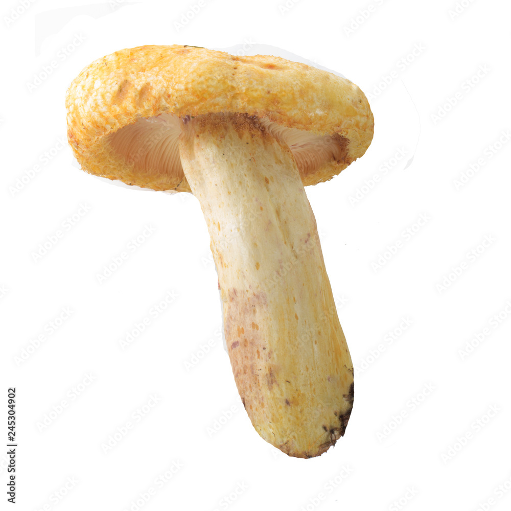 northern milkcap isolated on white background