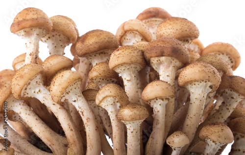 stump mushrooms isolated on white background