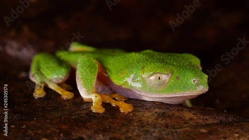 Leaf Frog (Agalychnis hulli) blinking its eyes In the rainforest at night, Ecuador. photo