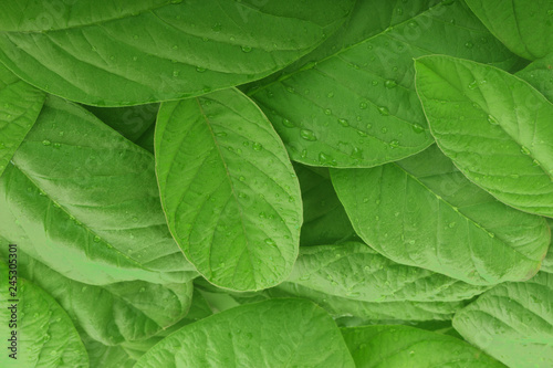 heap of fresh guava leaves background