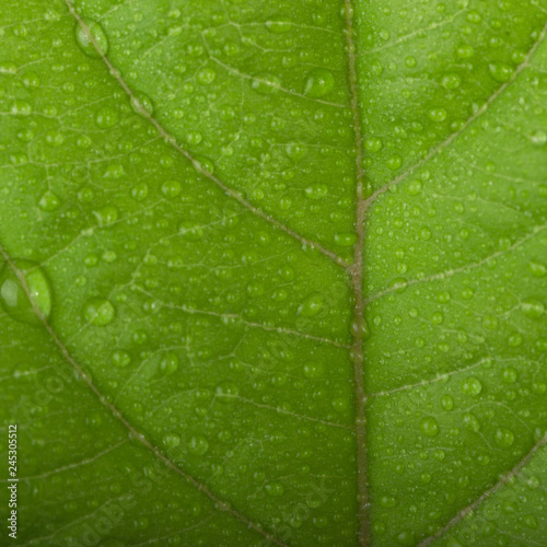 fresh guava leaf with water drops background