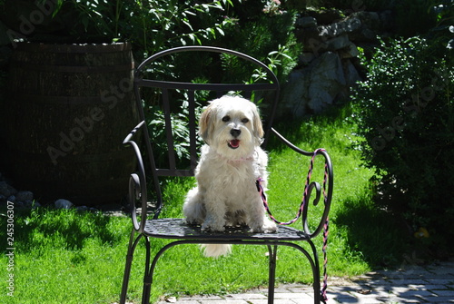 Hund