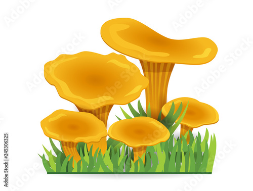 chanterelles mushrooms. vegetable healthy food. mushrooms isolated on white background. Vector cartoon close-up illustration.