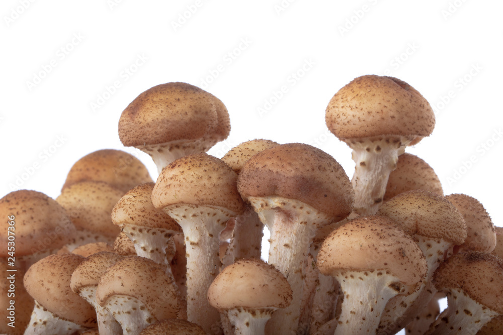 heap of stump mushrooms isolated on white background heap of stump mushrooms isolated on white background
